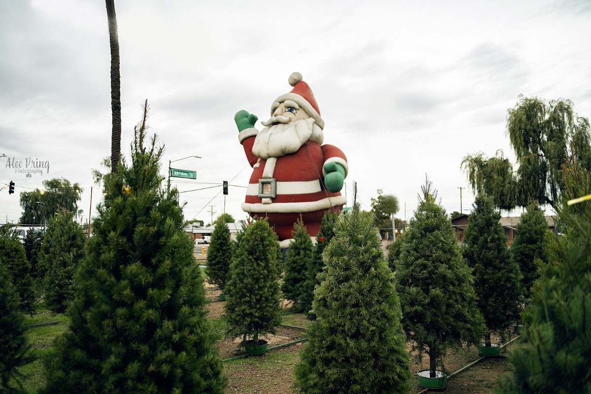 Kraemer Christmas Trees in Phoenix, Arizona