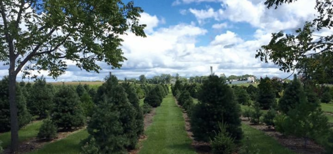 Kris Kringla Tree Farm in Roland, Iowa