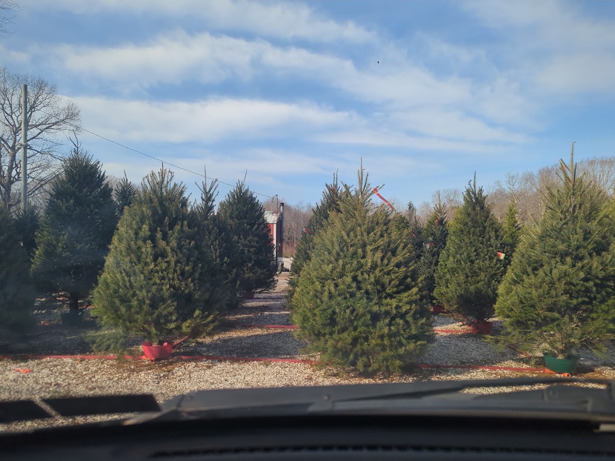 Krogman's Christmas Tree Farm in Woodbine, New Jersey