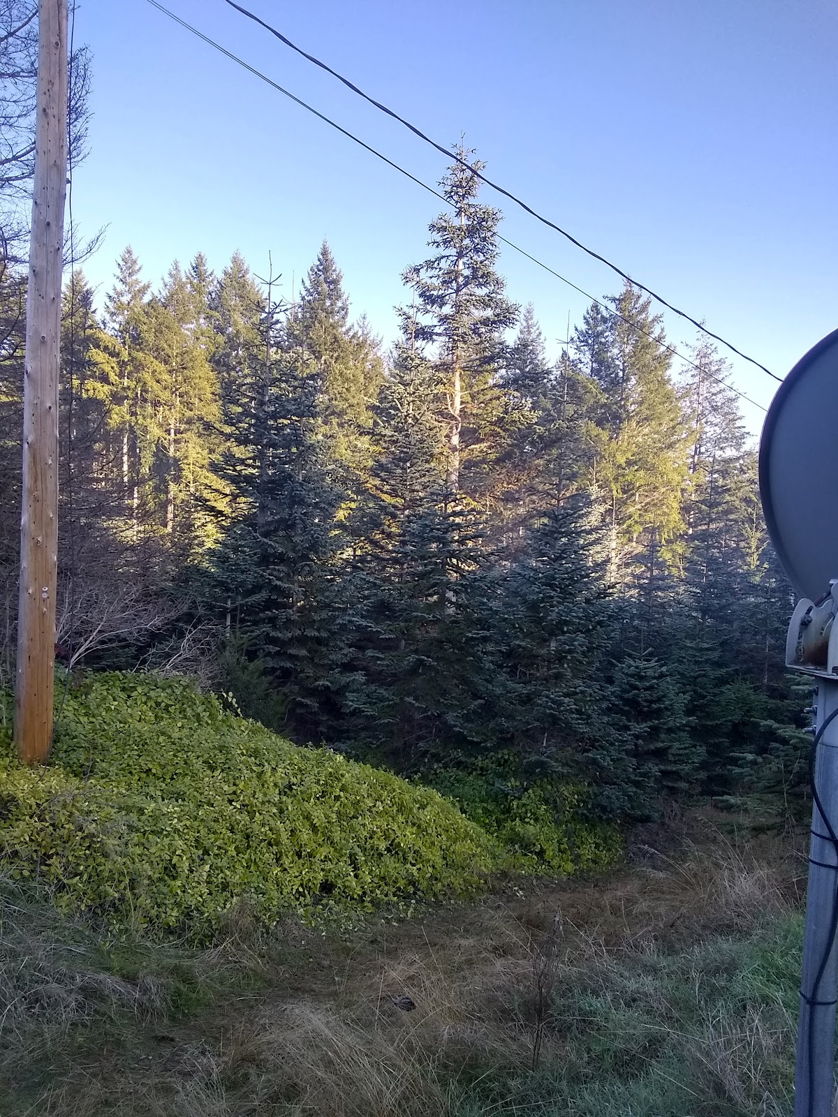 Kuney's Tree Farm in Seabeck, Washington