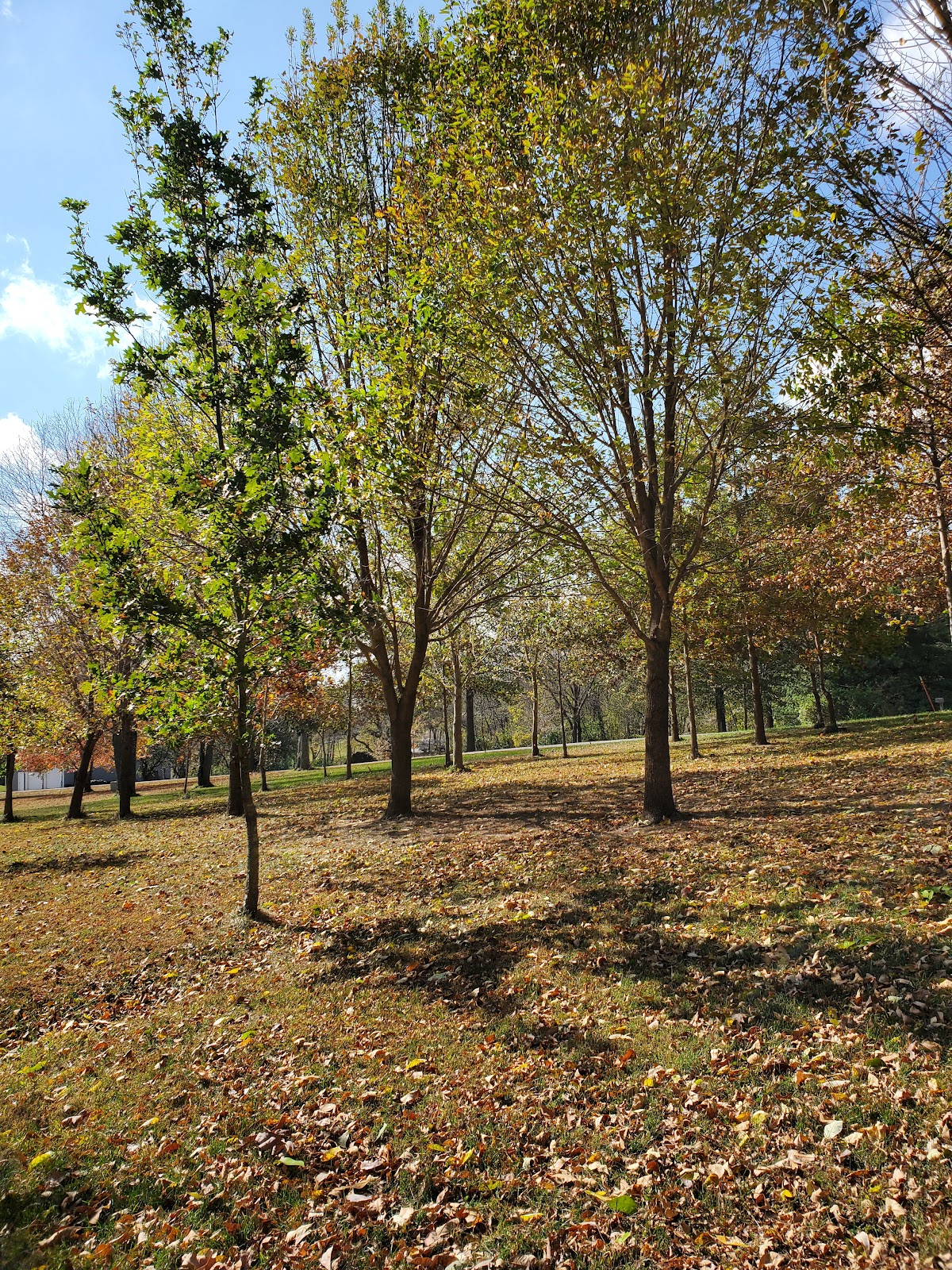 Kurts Trees in Liberty, Missouri