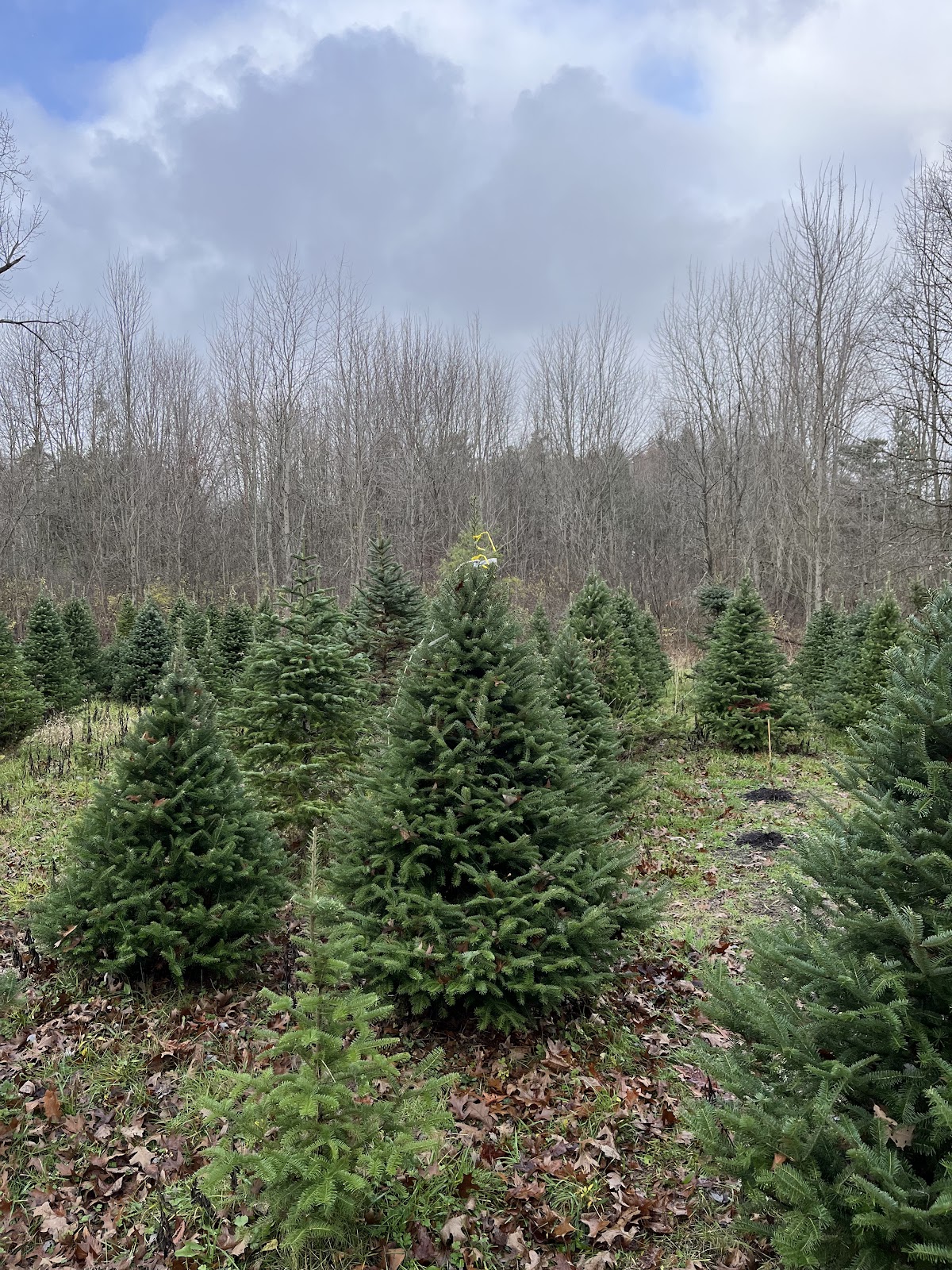 KURTZ CHRISTMAS TREES in Wellington, Ohio