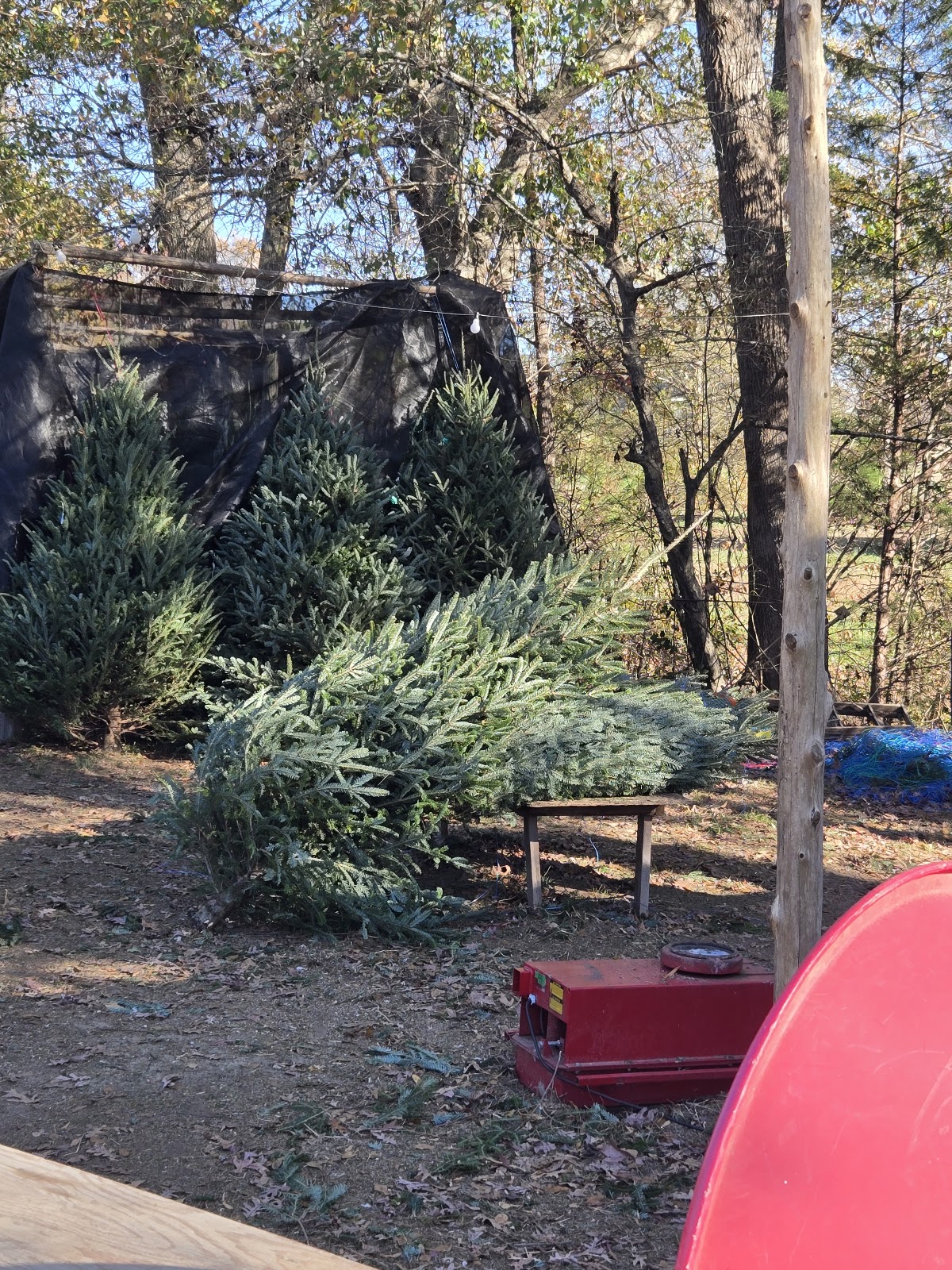 Lake Myra Christmas Trees in Wendell, North Carolina