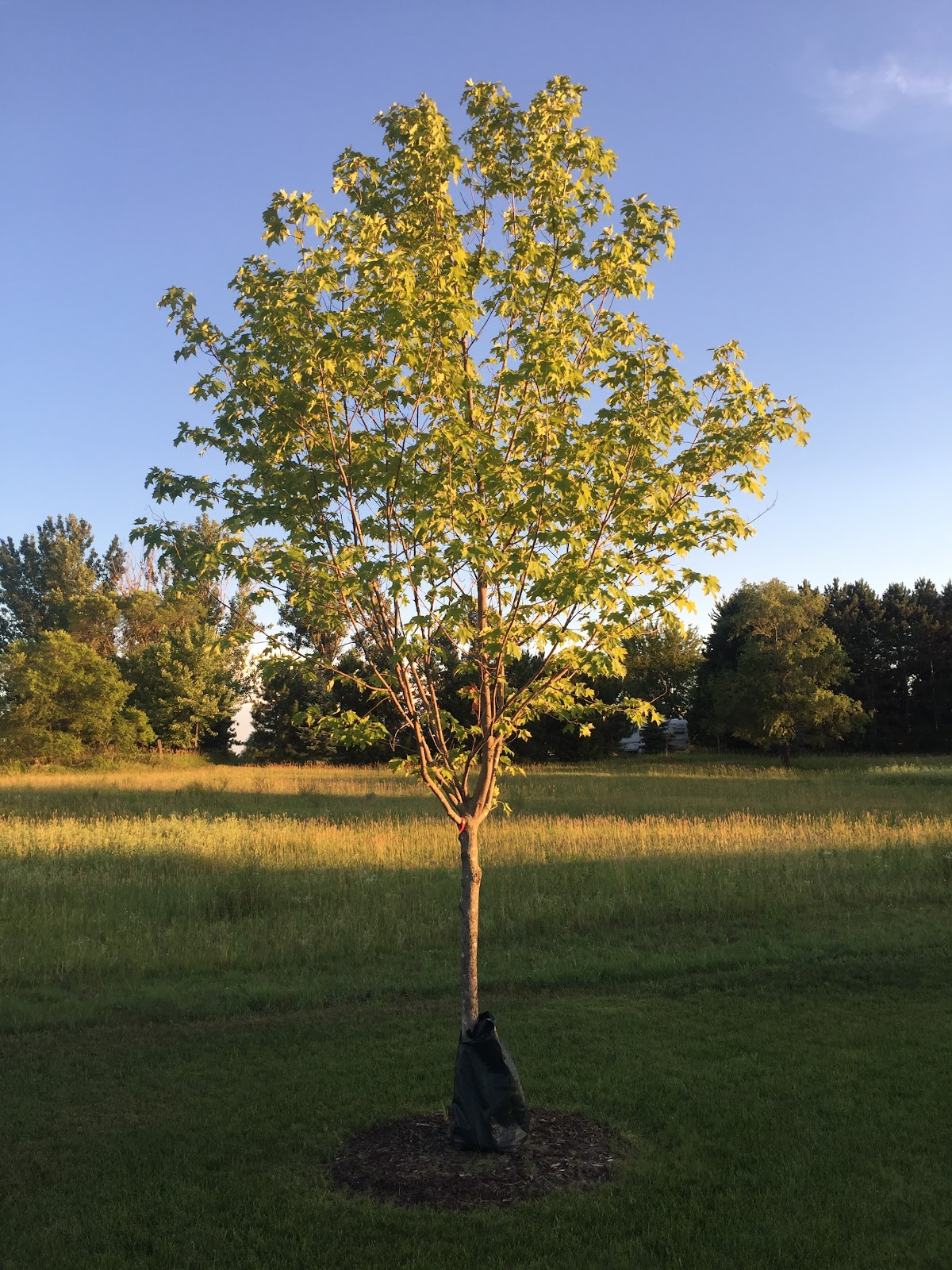 Laurel Tree Farms in Dayton, Minnesota