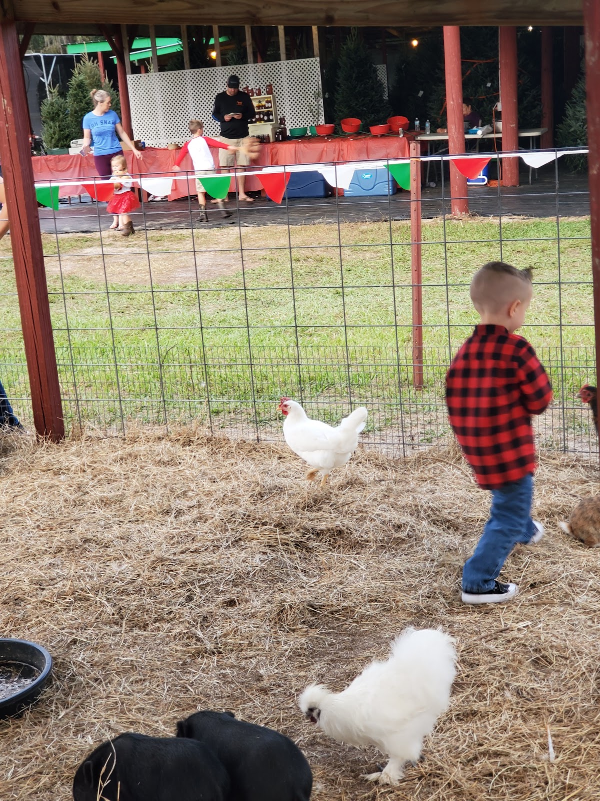 Lazy Lay Acres in Dade City, Florida