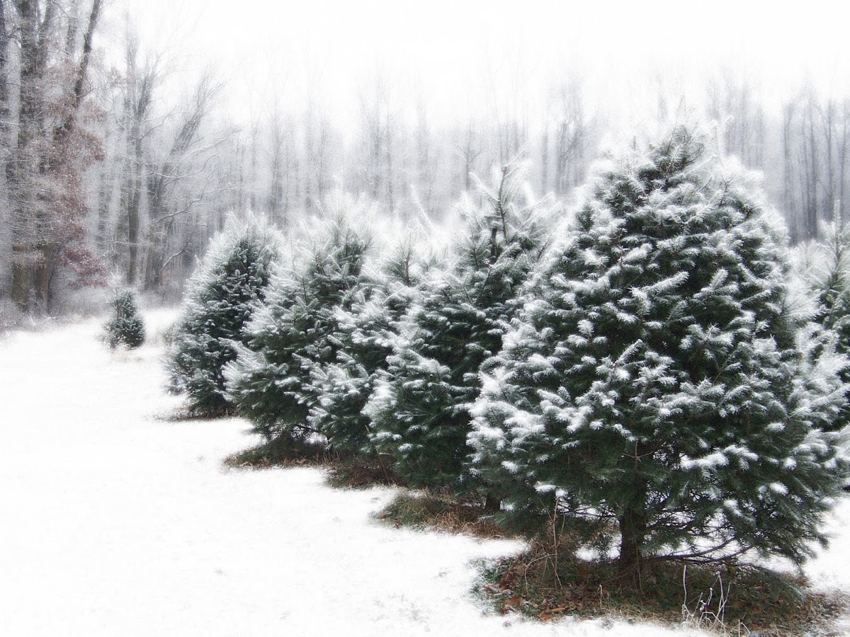 Lazy Susan Tree Farm in Robbinsville Township, New Jersey