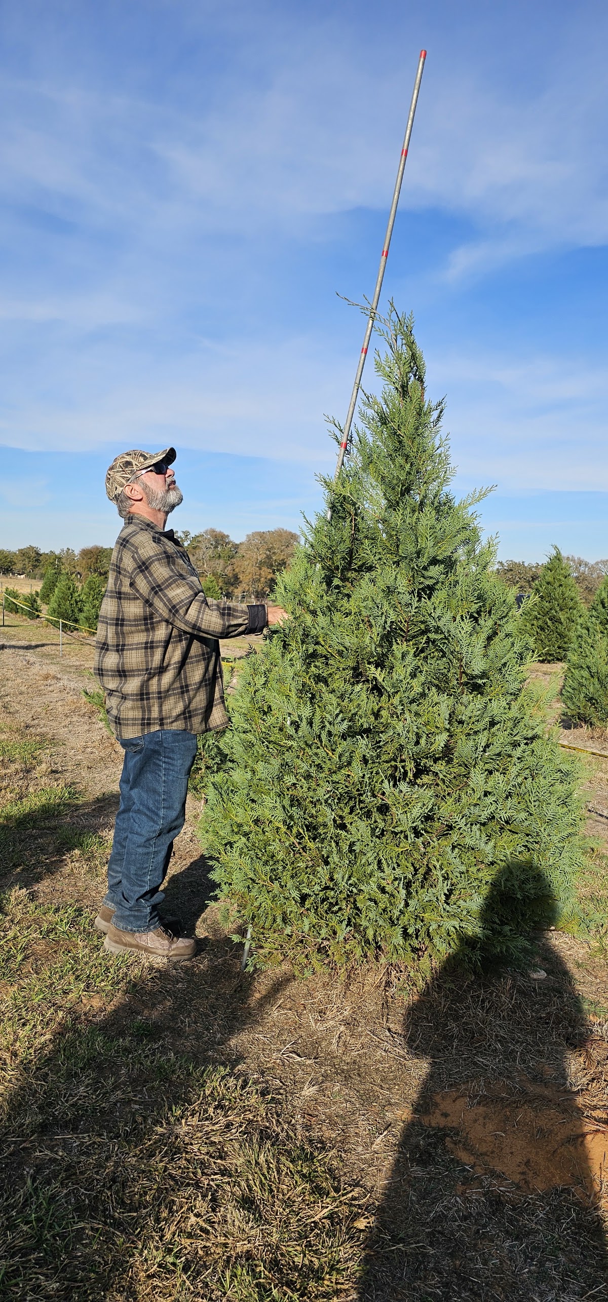Lee County Christmas Trees in Giddings, Texas