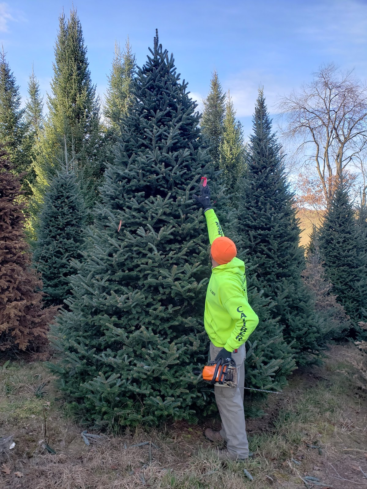 Lee's Trees in Hayward, Wisconsin