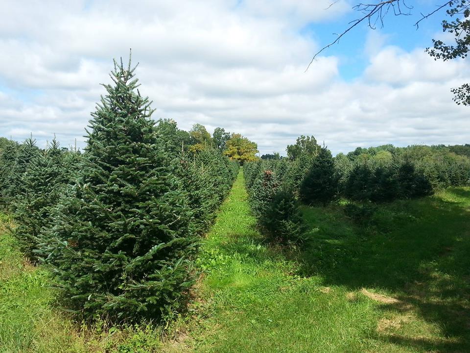 Levesque Tree Farm in Madbury, New Hampshire