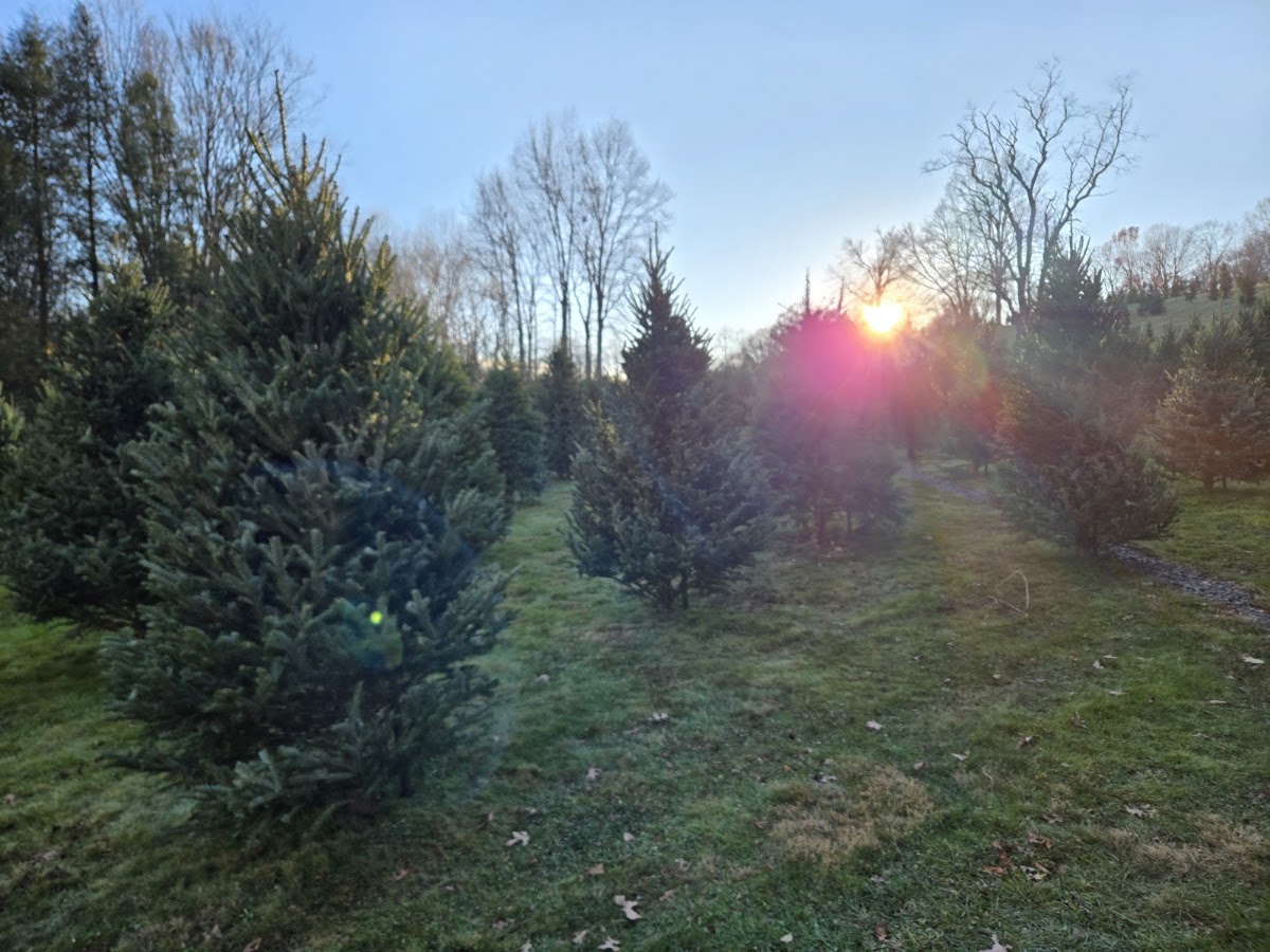 Lewis Christmas Tree Farm in Woodbury, Connecticut