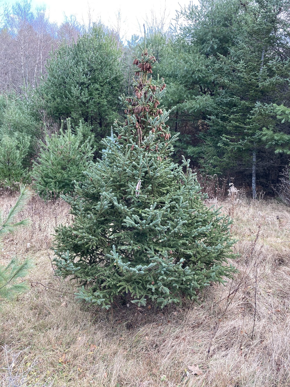 Liberty Hill Tree Farm in Gilford, New Hampshire