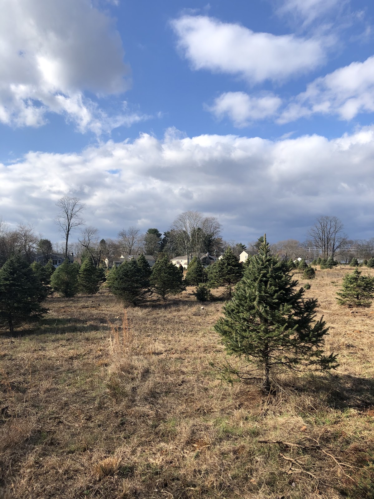 Lincroft Christmas Tree Farm in Middletown Township, New Jersey