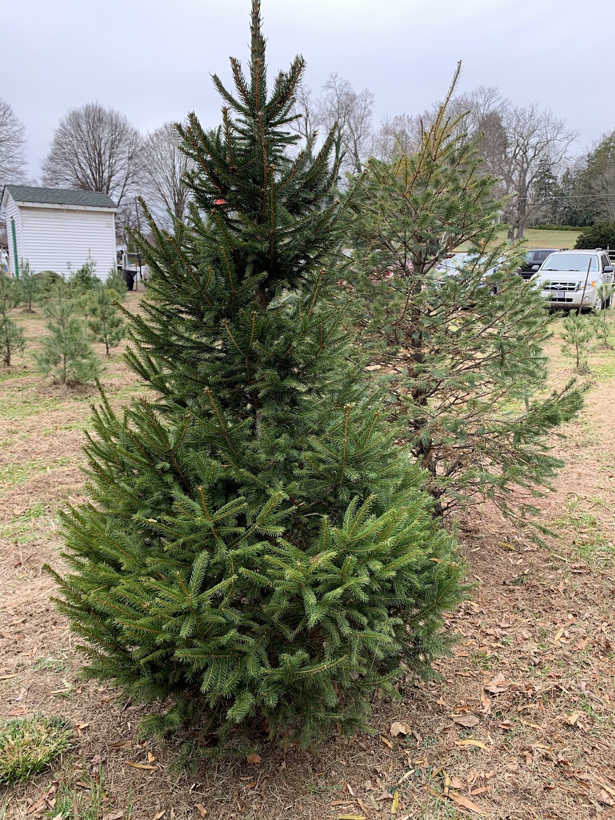 Linden Hill Christmas Tree Farm in Upper Marlboro, Maryland