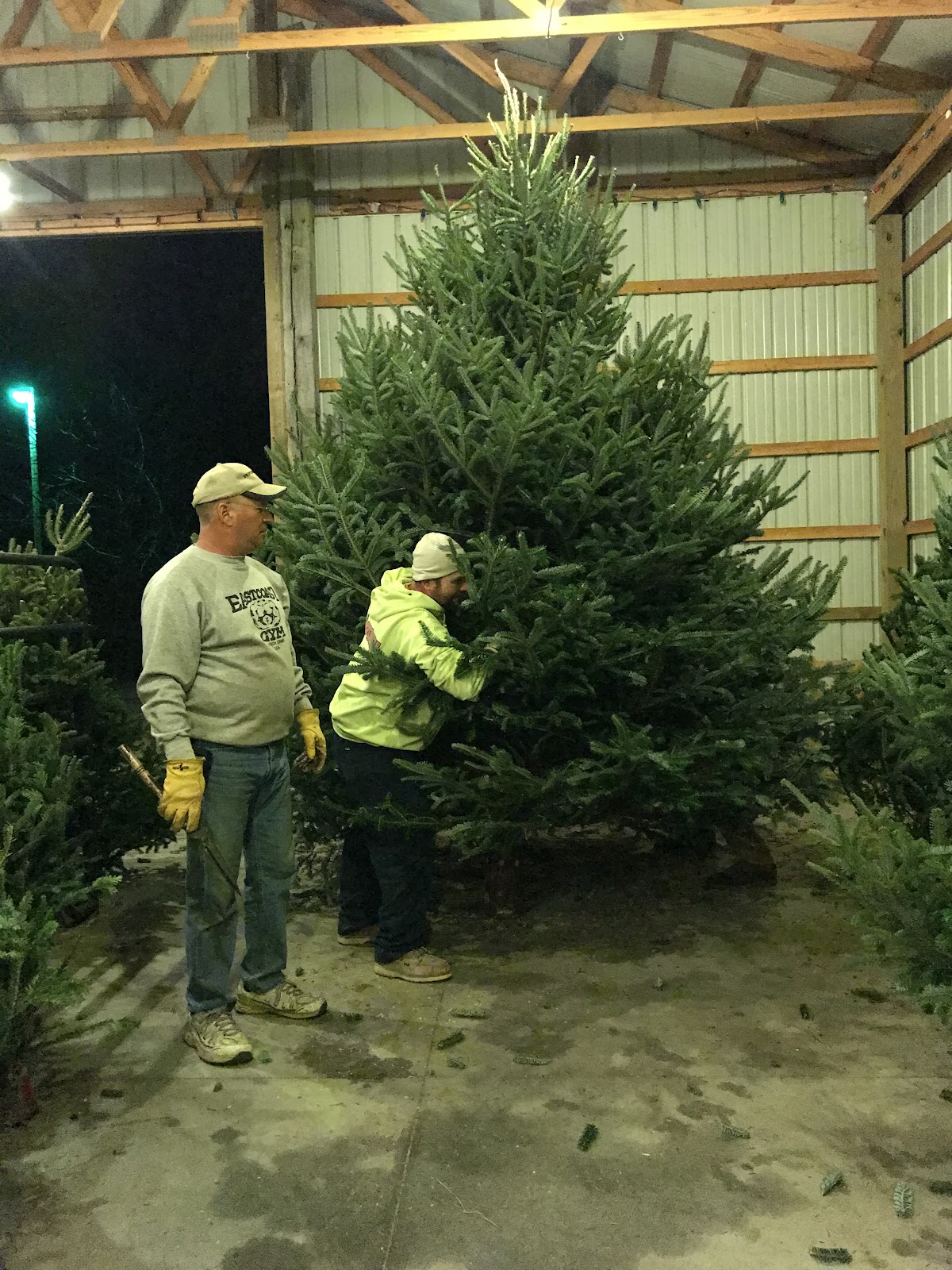 Lindsey's Christmas Trees in Streetsboro, Ohio
