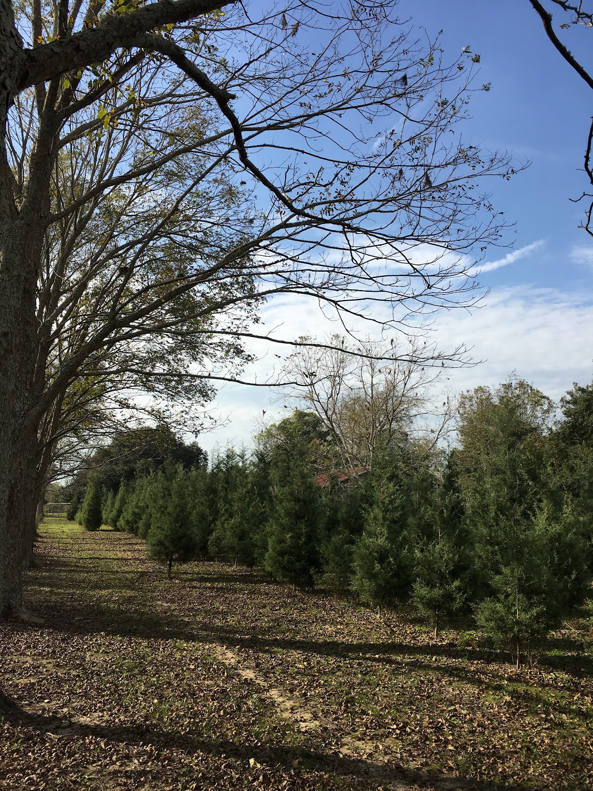Lisa's Christmas Tree Farm in Broussard, Louisiana