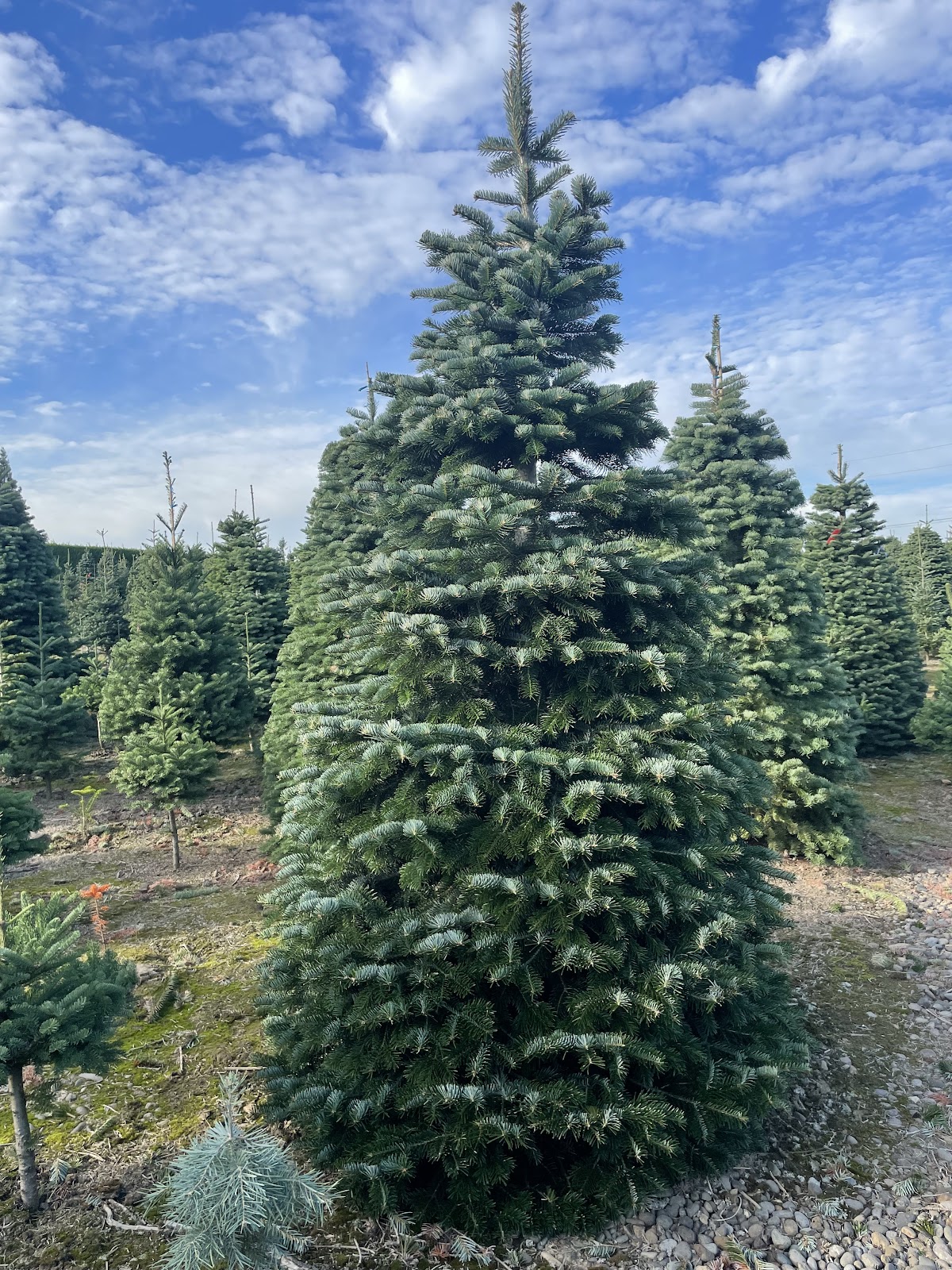 Little Z Christmas Tree Farm in West Linn, Oregon