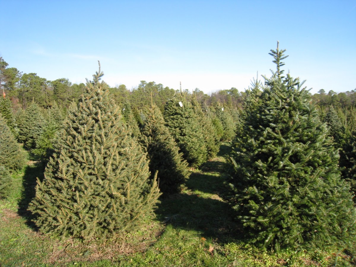 Littleworth Tree Farm in Woodbine, New Jersey