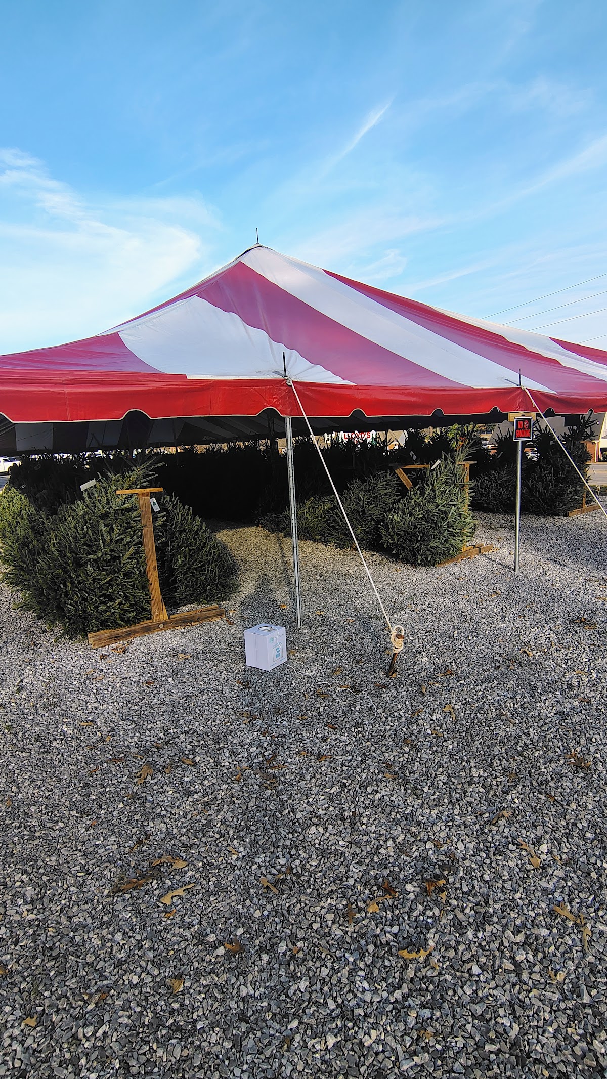 Lloyd's Tree Lot in Birmingham, Alabama