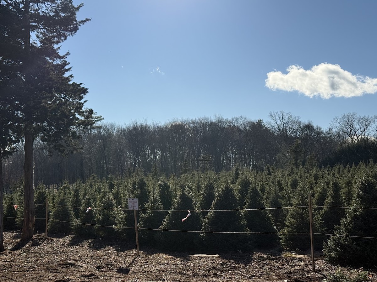 Lockwood Christmas Tree Farm in Smithfield, Rhode Island