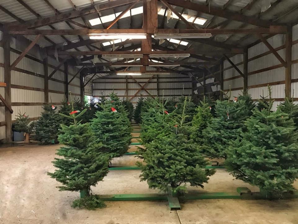 Logan Family Tree Farm in Beaverton, Oregon
