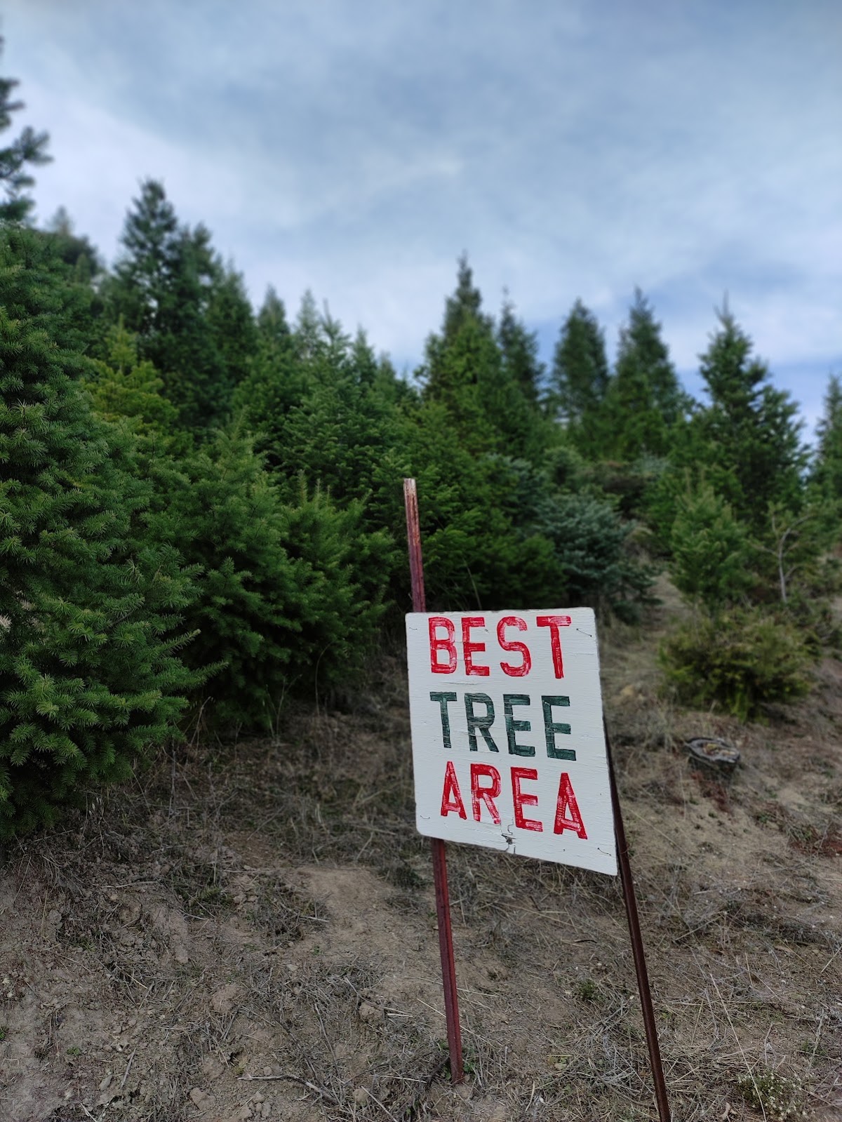 Lone Star Tree Farm in Los Gatos, California