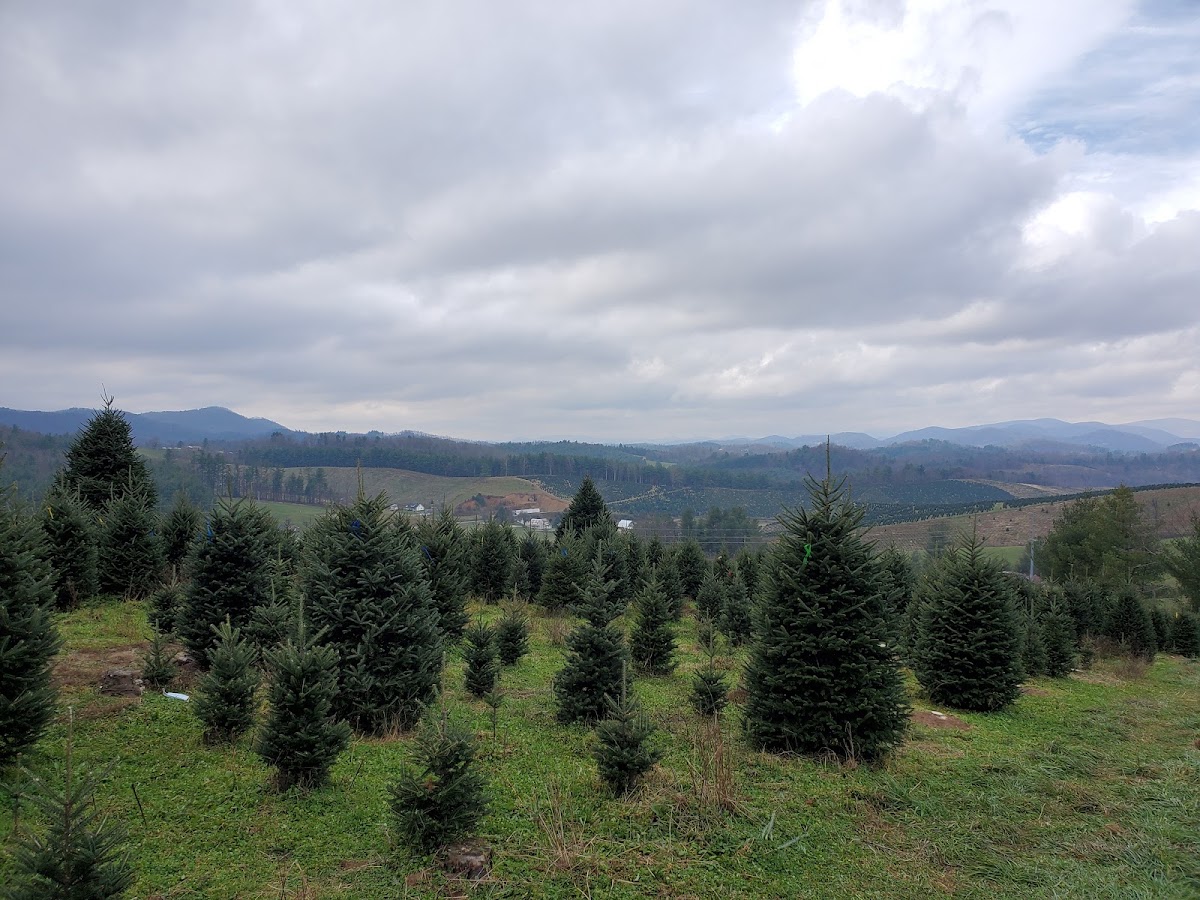 Long's Choose and Cut Tree Farm in West Jefferson, North Carolina