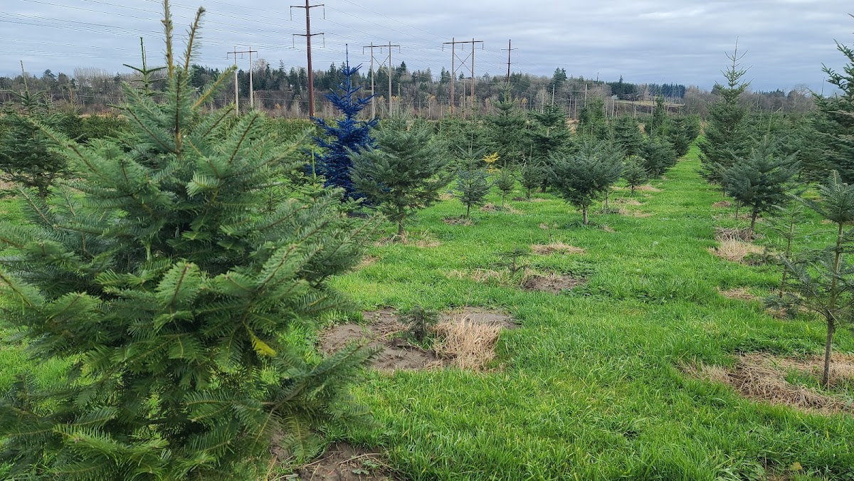 Long's Christmas Trees in Snohomish, Washington