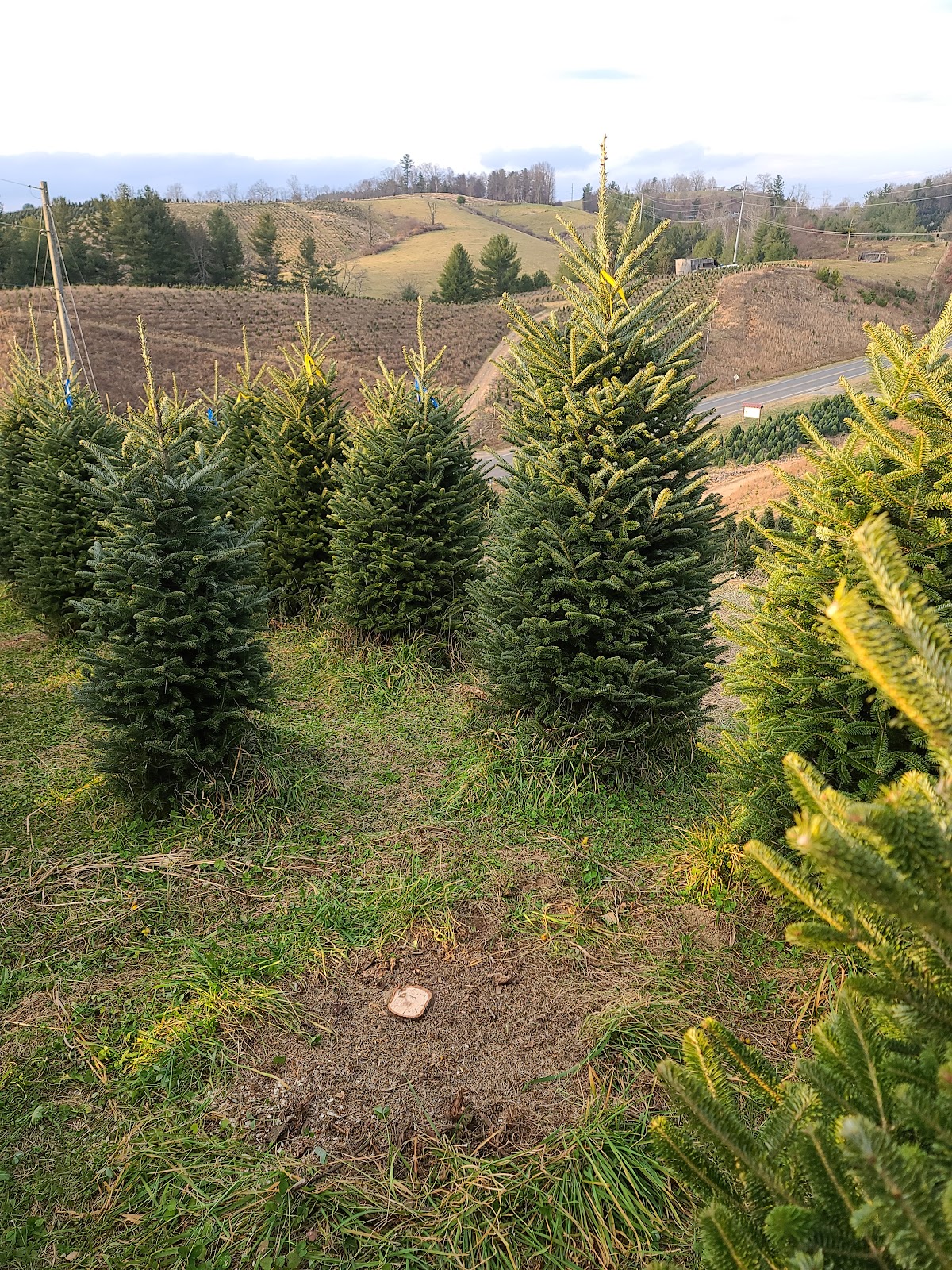Long's Tree Farm - Wholesale Christmas Trees in Jefferson, North Carolina