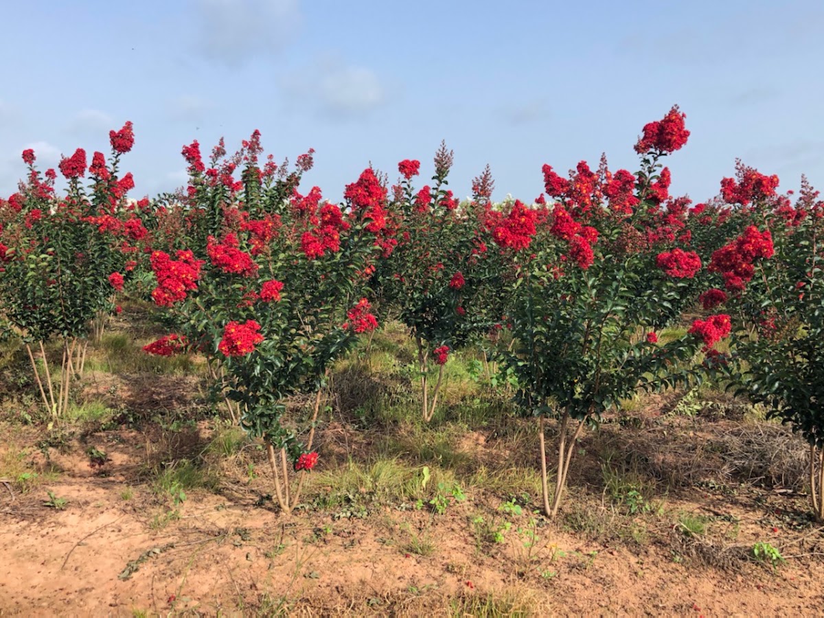 Louisiana Tree Farm in Bunkie, Louisiana