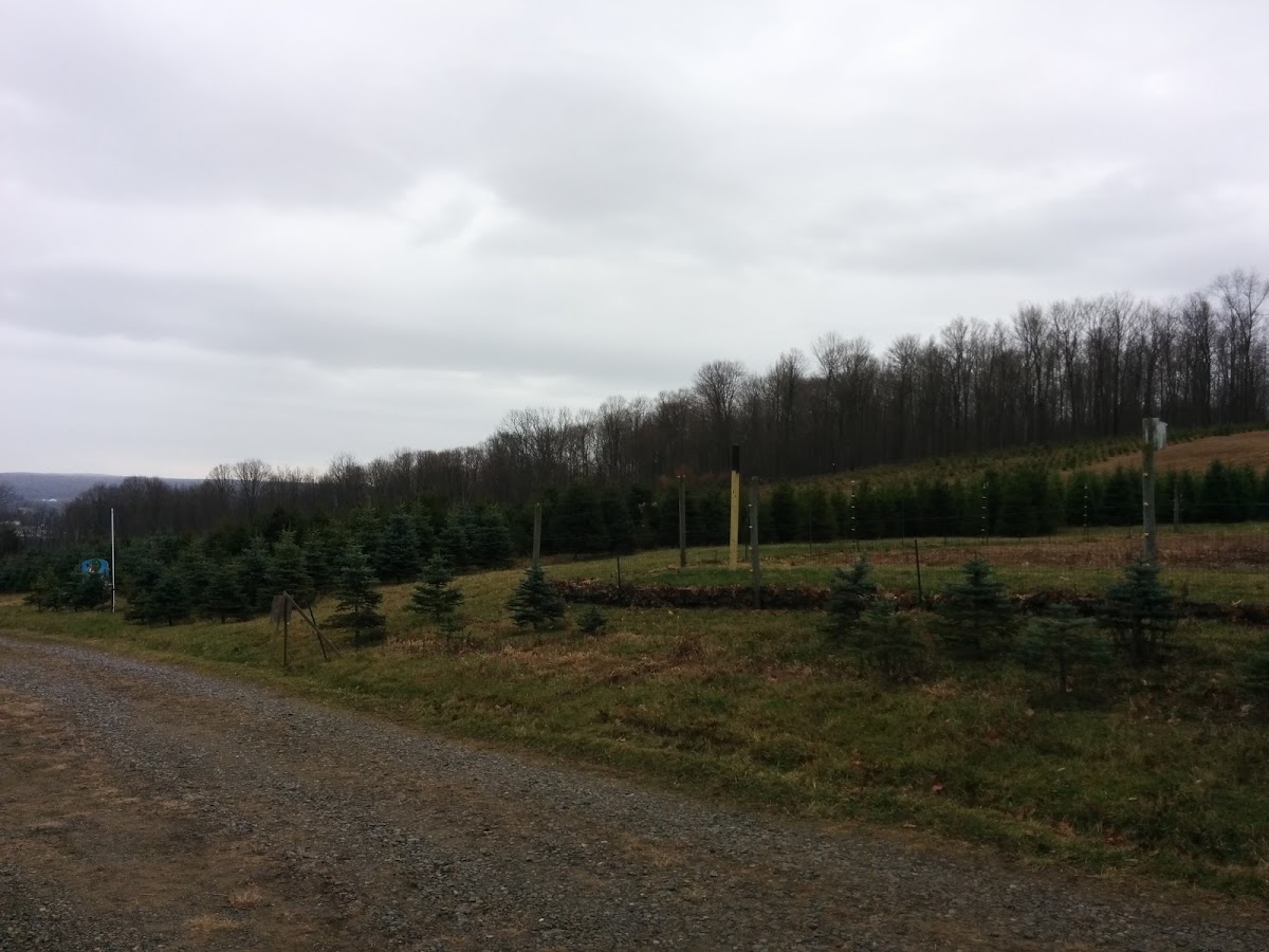 Love's Christmas Tree Farm in Spartansburg, Pennsylvania
