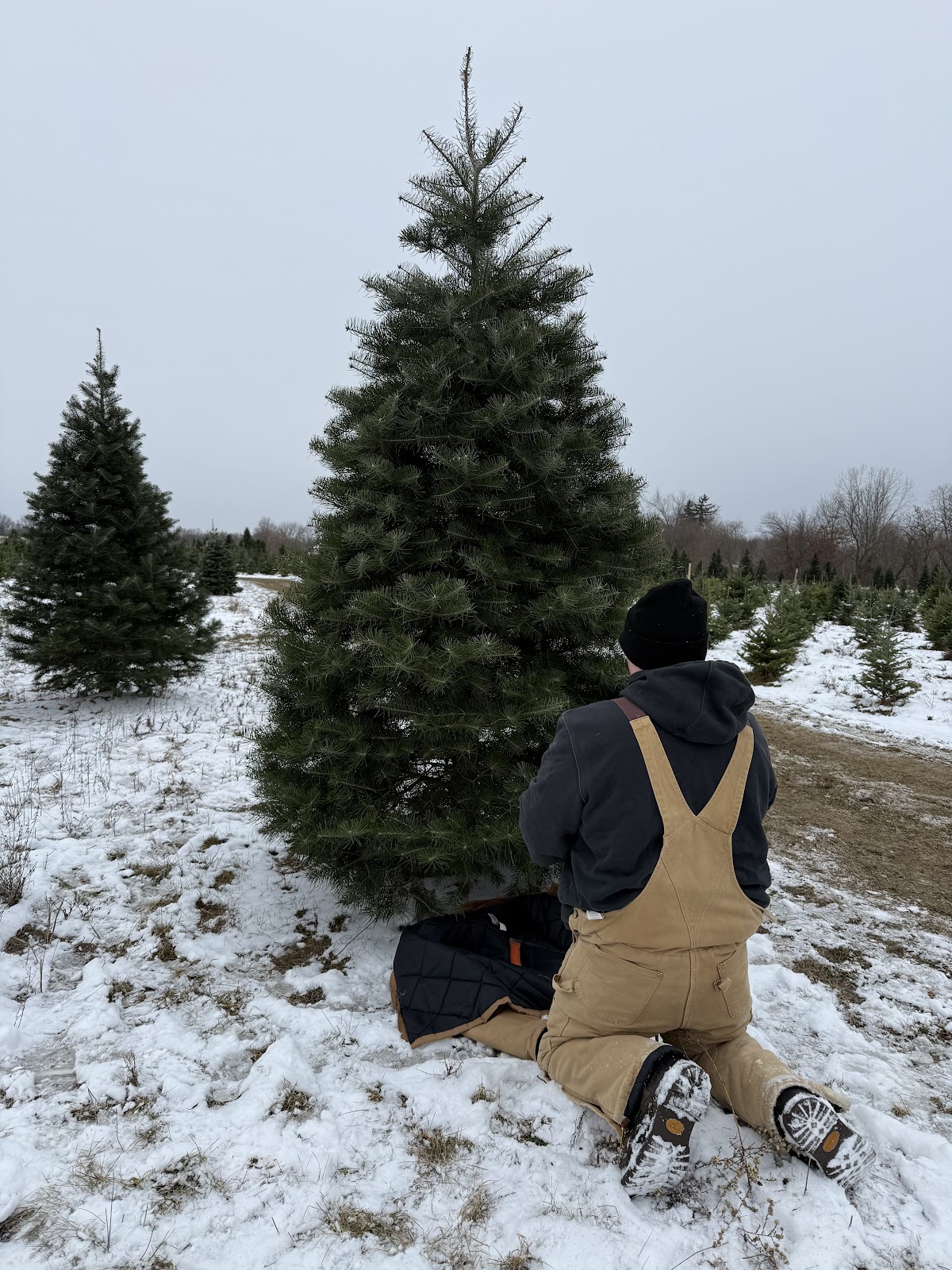 Loveberry's Tree Farm in Quincy, Michigan