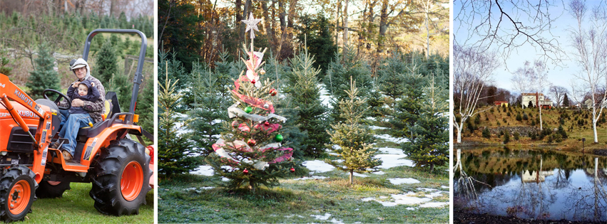 Luks Tree Farm in Auburn, Massachusetts