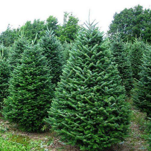 Lupton Nursery, LLC and Christmas Tree Farm in Bridgeton, New Jersey