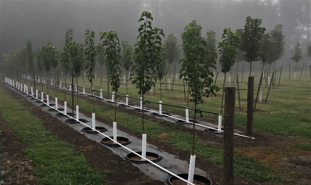 Luthy's Tree Farm in Aurora, Nebraska