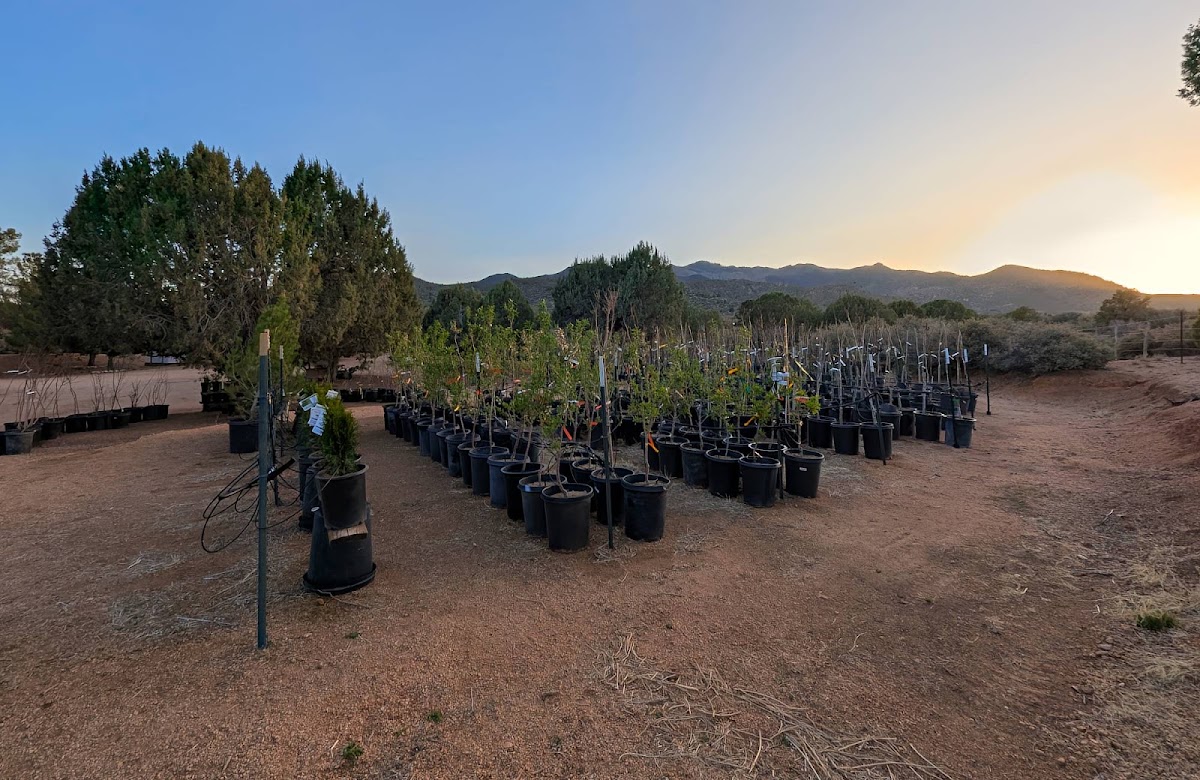 M&D Trees in Kingman, Arizona