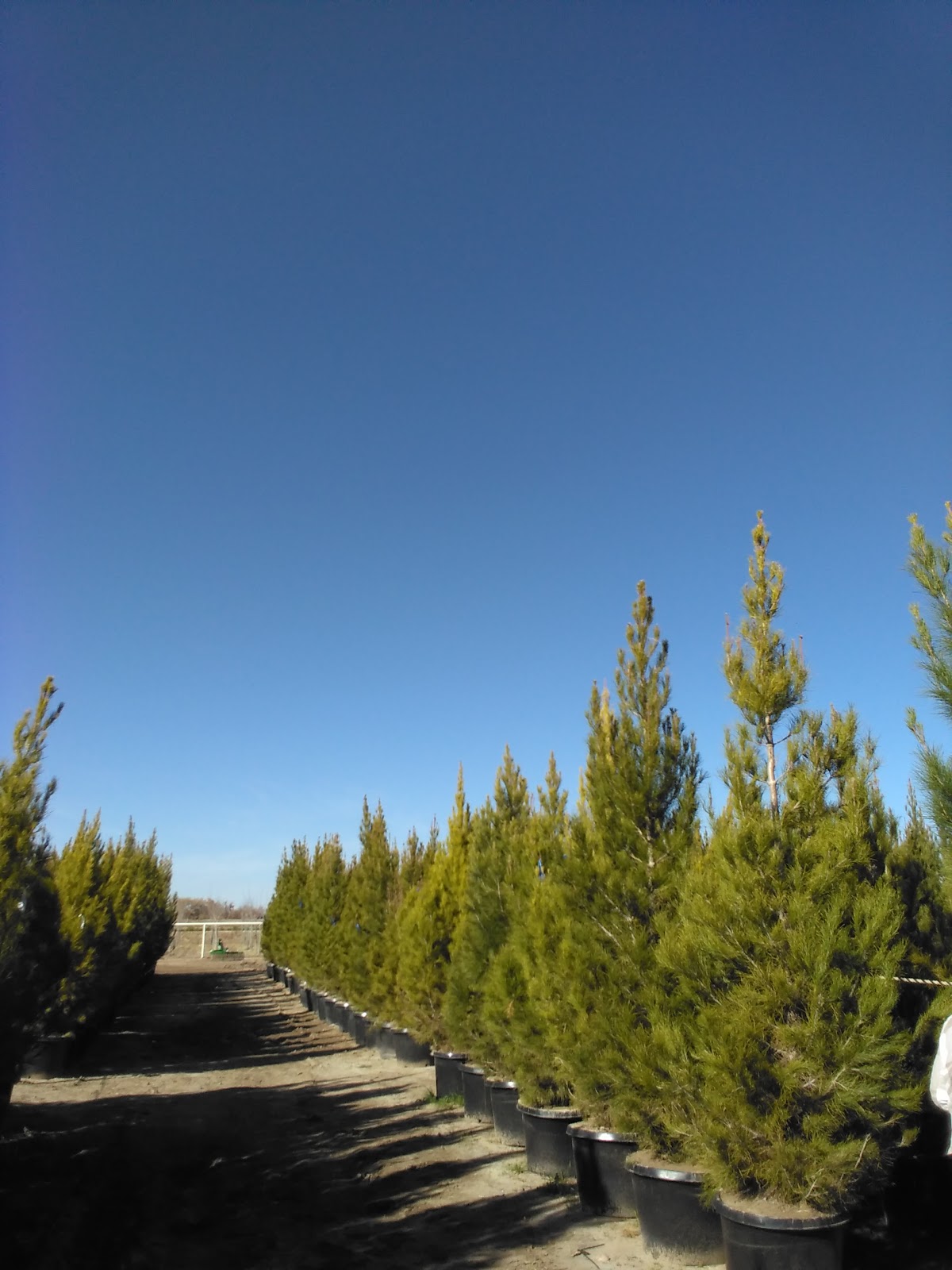M&M Tree Farms in La Mesa, New Mexico