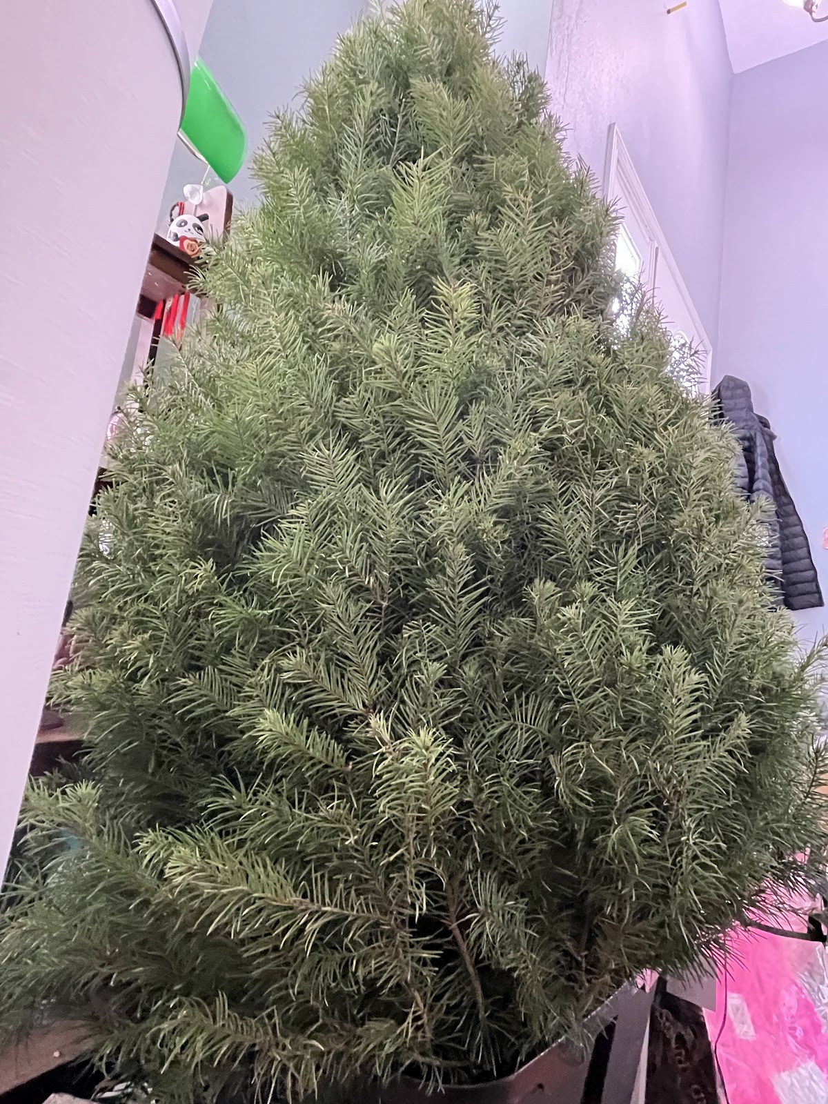 M & T Christmas Trees in Riverton, Utah