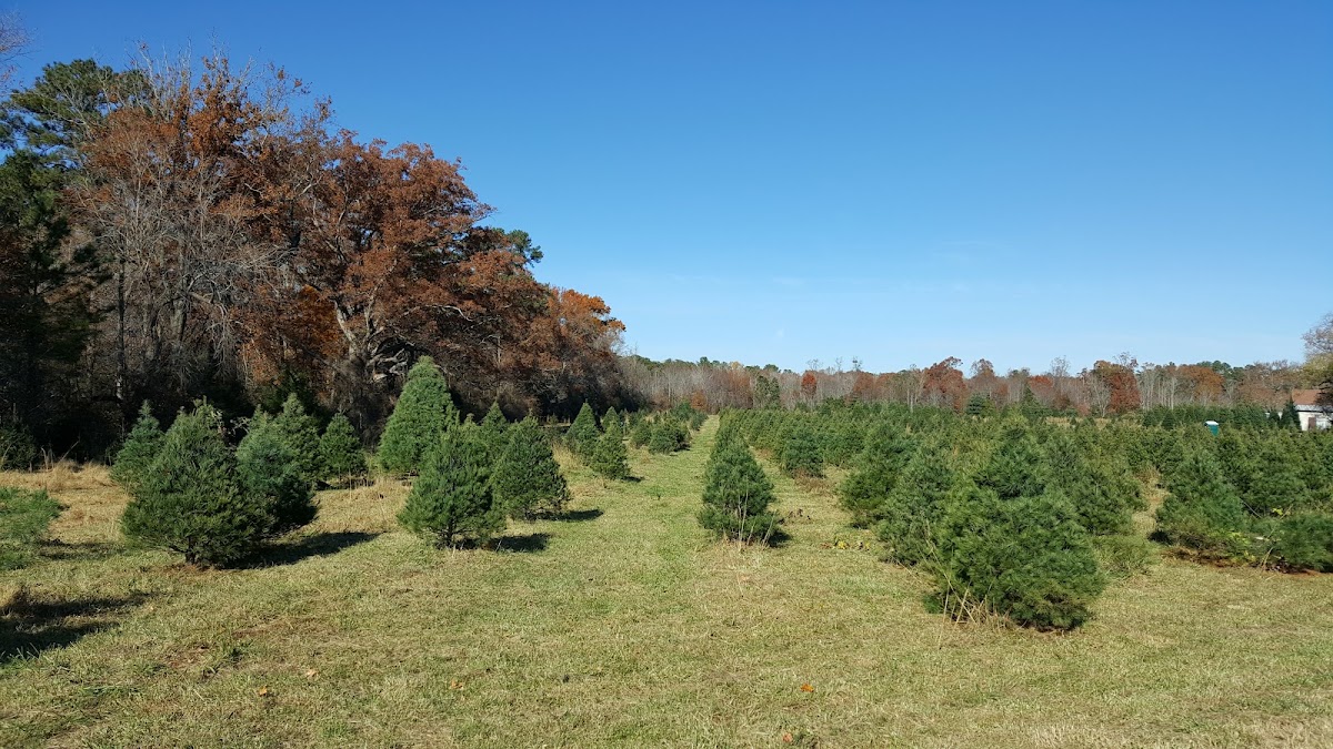 Maceys Tree Farm in Hartfield, Virginia