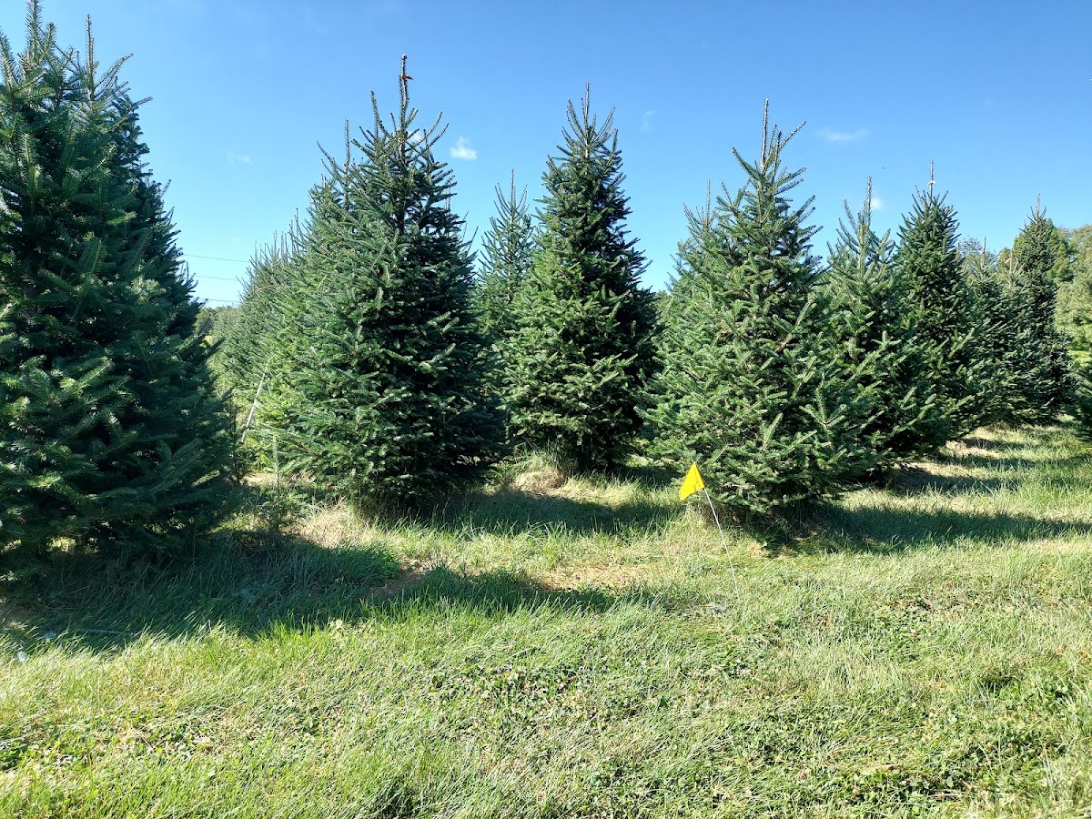 Making Memories Christmas Trees in Lafayette, Indiana