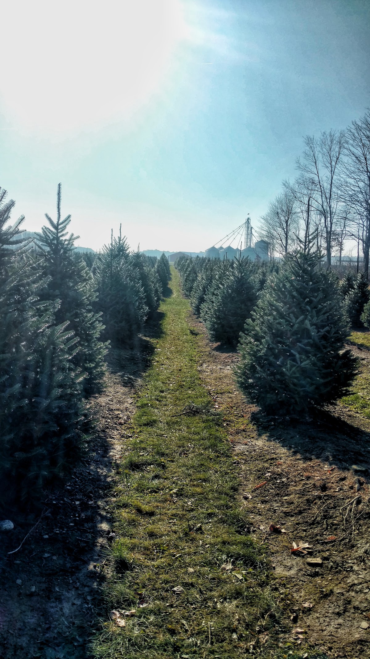 Manners Christmas Tree Farm in Jefferson, Ohio