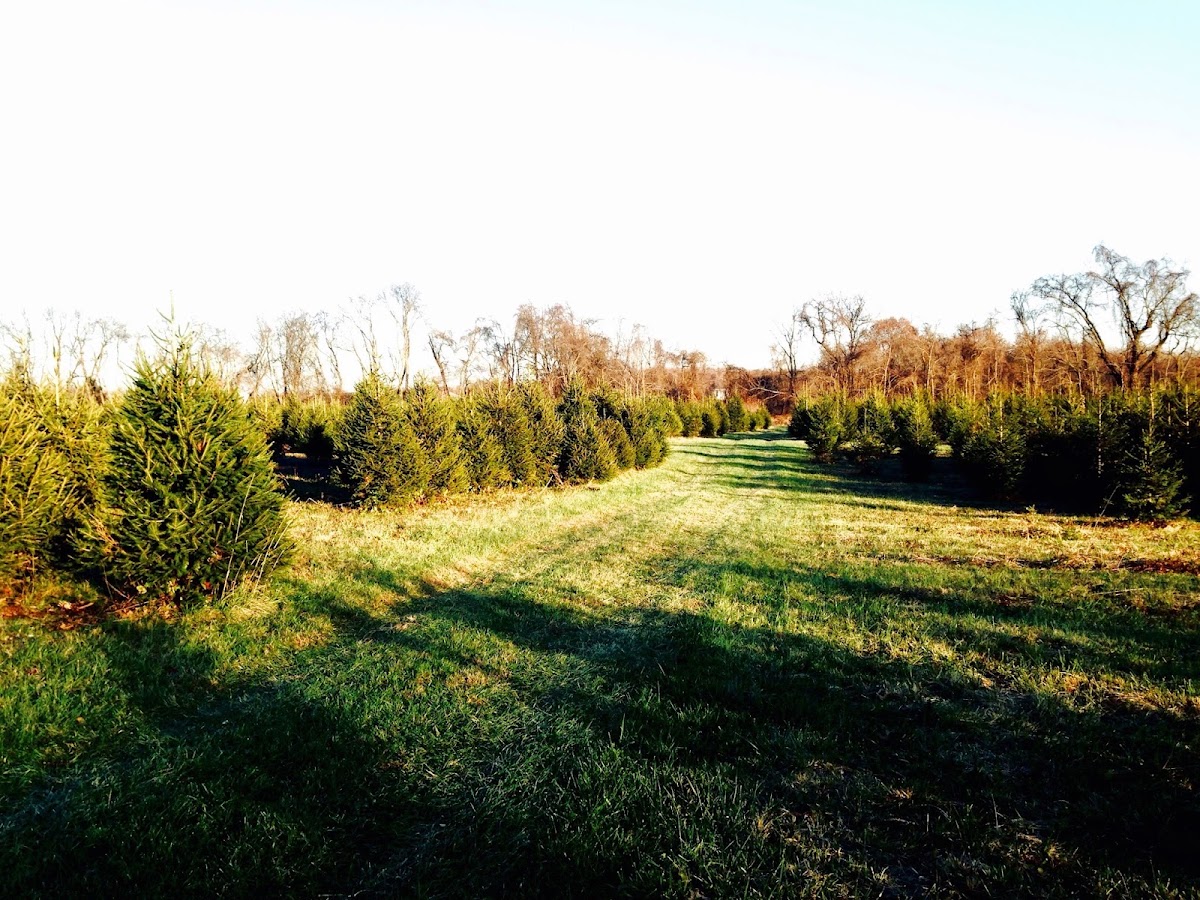 Mansfield Christmas Tree Farm in Mansfield, New Jersey