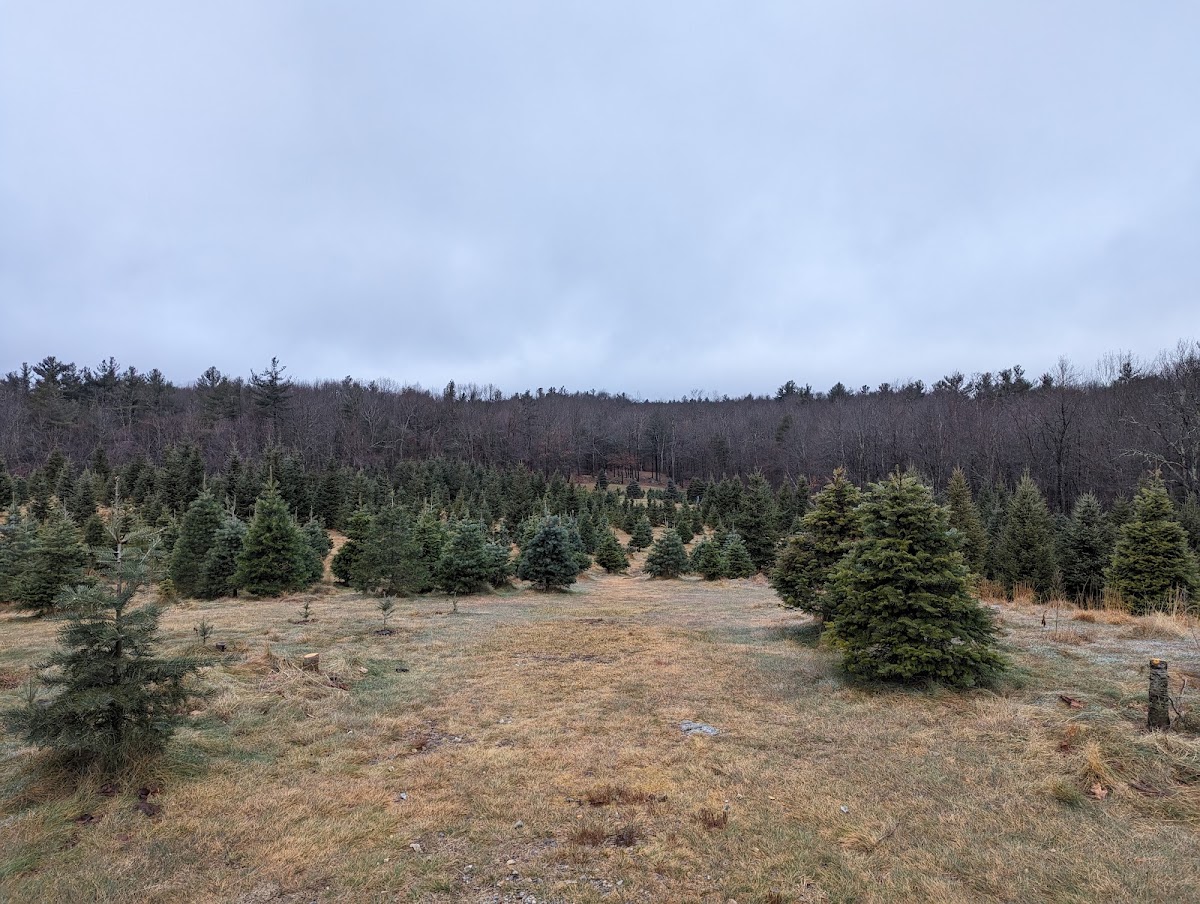 Maple Hill Christmas in Leicester, Massachusetts