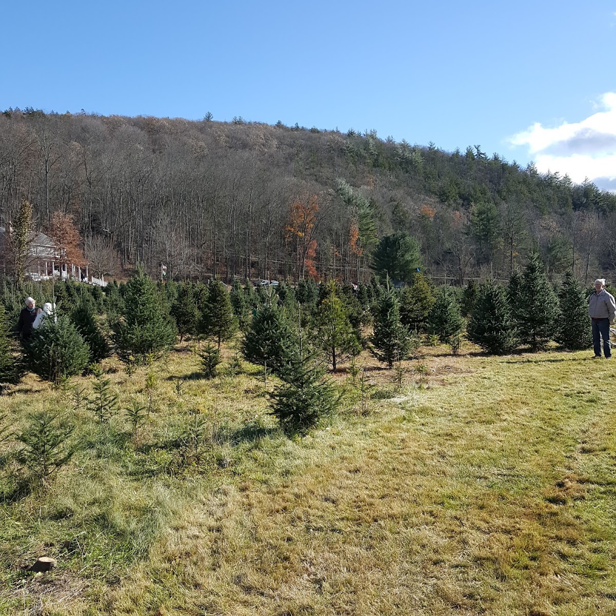 Maple Hollow Tree Farm in New Hartford, Connecticut