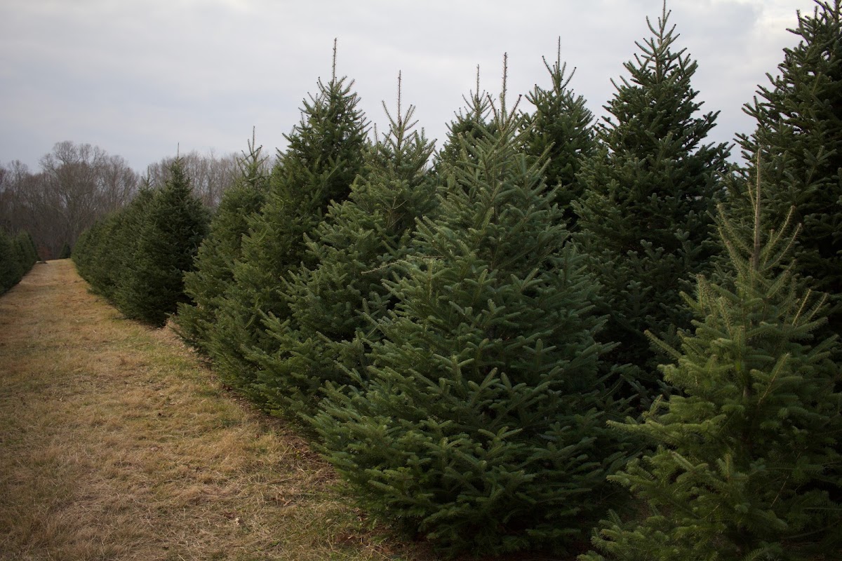 Maple Lane Farms in Preston, Connecticut