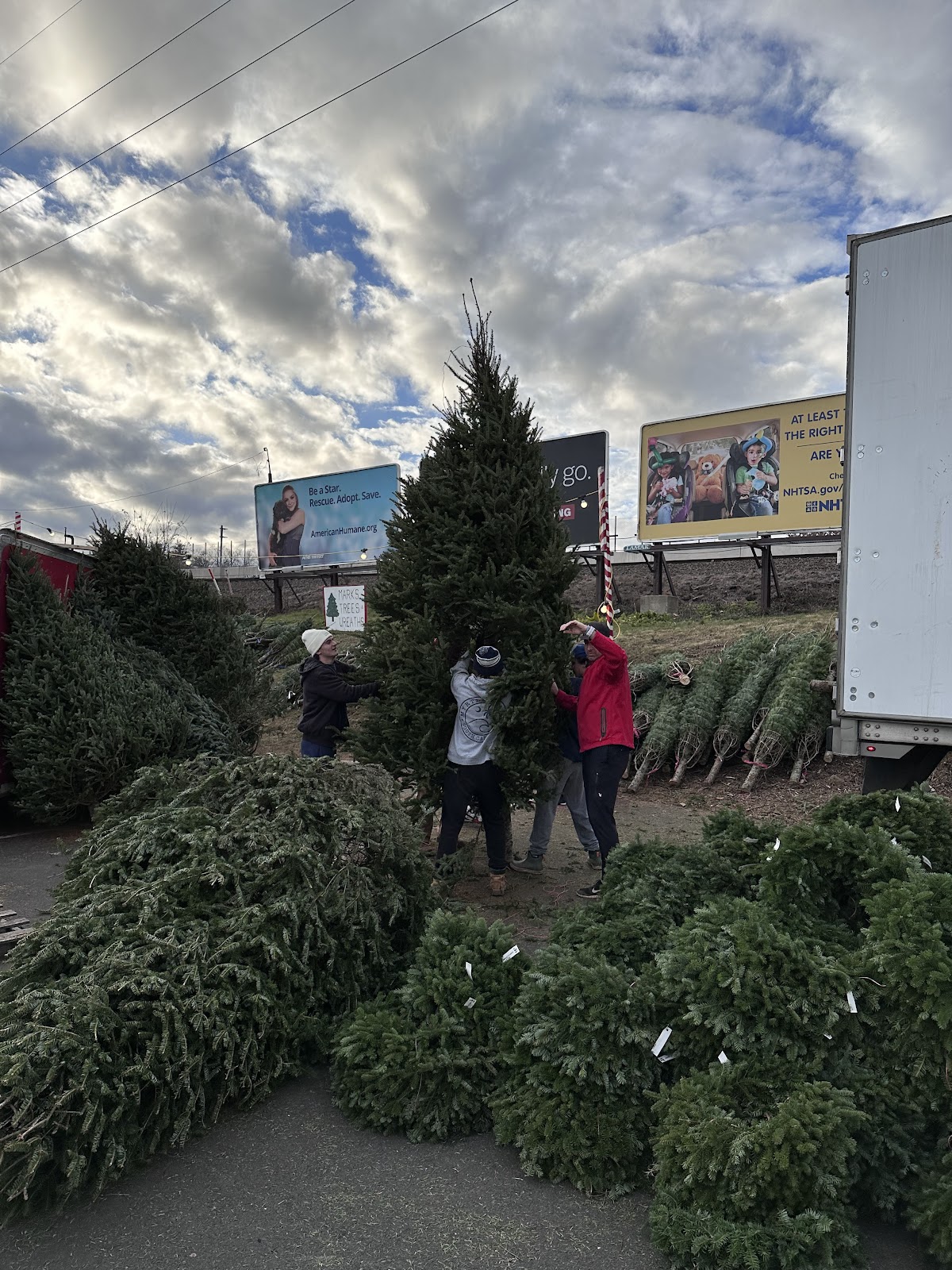Marks Christmas Trees in West Hartford, Connecticut