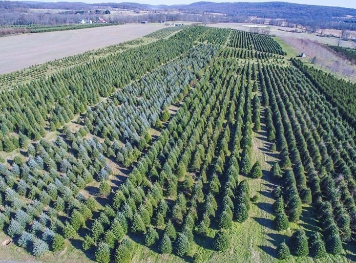 Marsh Creek Tree Farm, LLC in Elverson, Pennsylvania