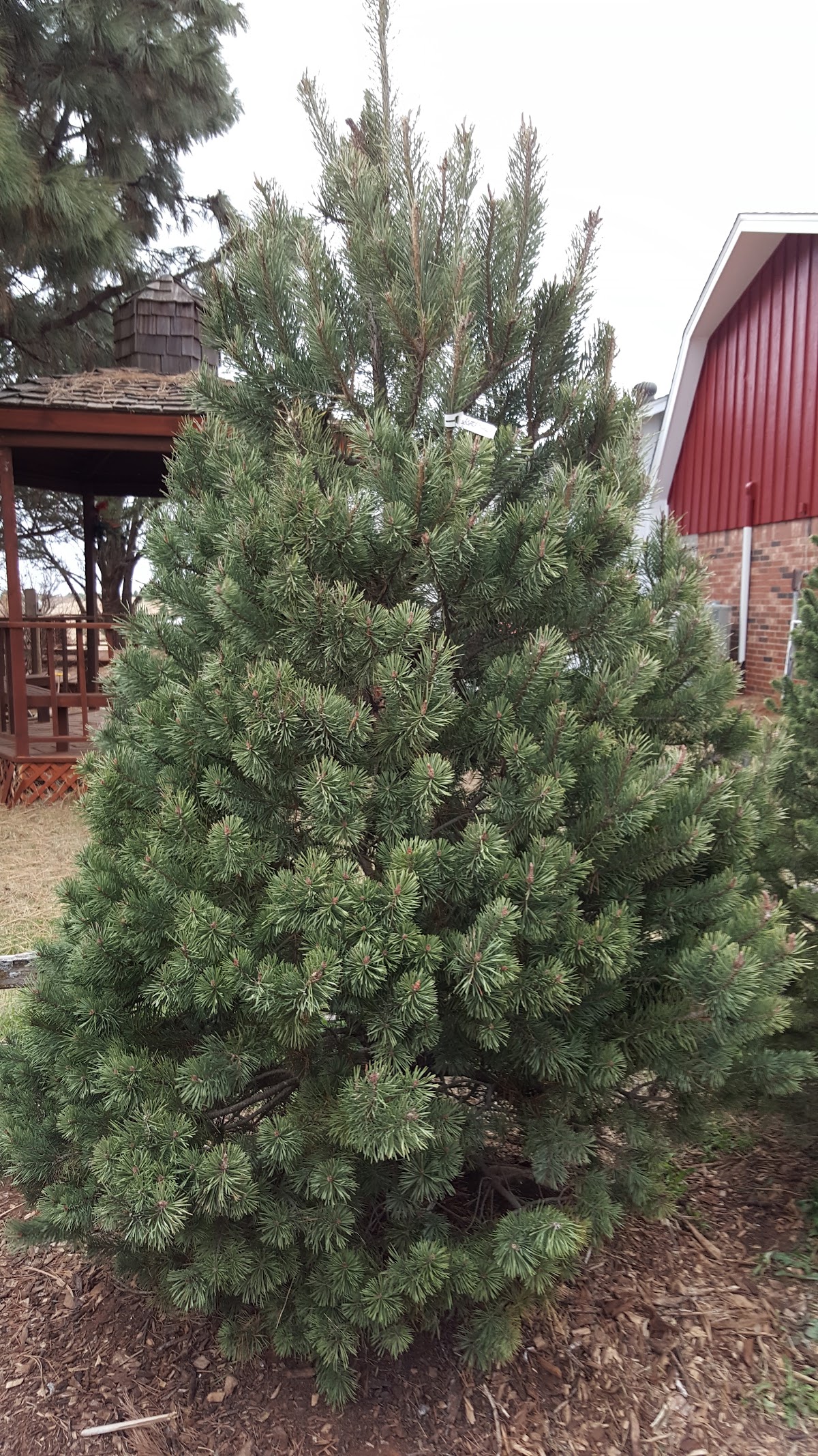 Martinbird Tree Farm in Tuttle, Oklahoma