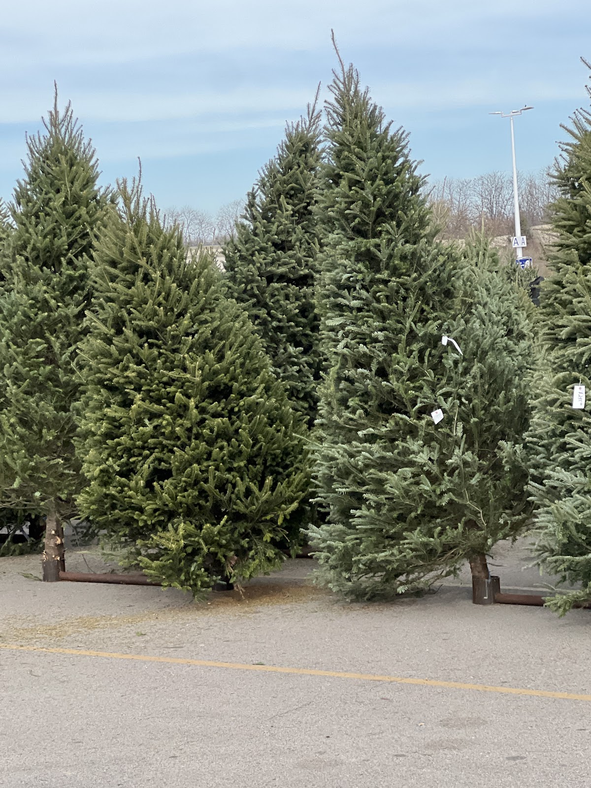 Martins Christmas Trees in Jeffersonville, Indiana