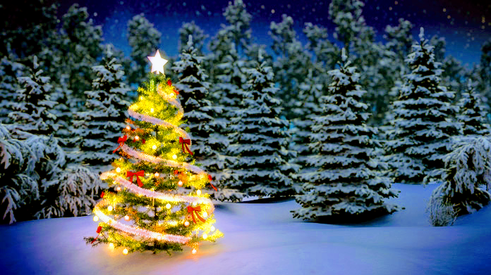 Mass Christmas Trees - Delivery Only in Franklin, Massachusetts