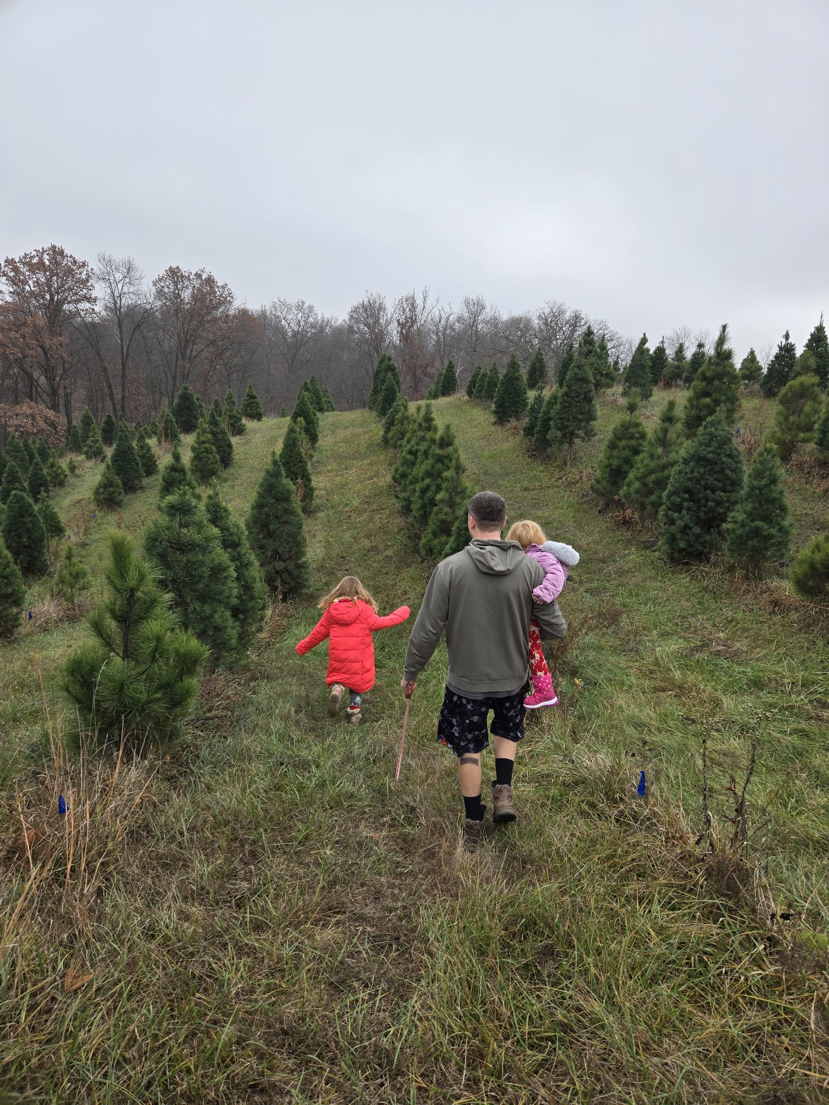 Mathews Christmas Trees in Liberty, Illinois